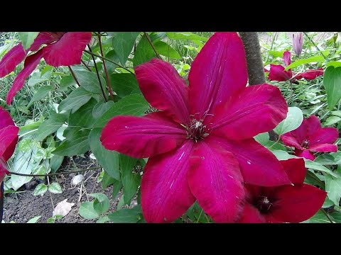 Видео: Лечение и профилактика болезней клематиса