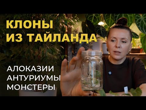 Видео: РАСТЕНИЯ из ПРОБИРОК | ПОПОЛНЕНИЕ моей КОЛЛЕКЦИИ ВАРИЕГАТНЫХ АЛОКАЗИЙ, АНТУРИМОВ и МОНСТЕР.