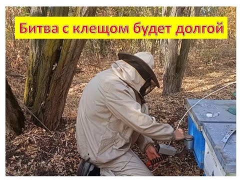 Видео: Масштабный эксперимент по борьбе с клещом Варроа