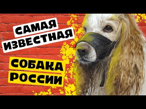 Видео: ТОП-1 опасных спаниелей мира. Его знают все! Приводим в порядок.