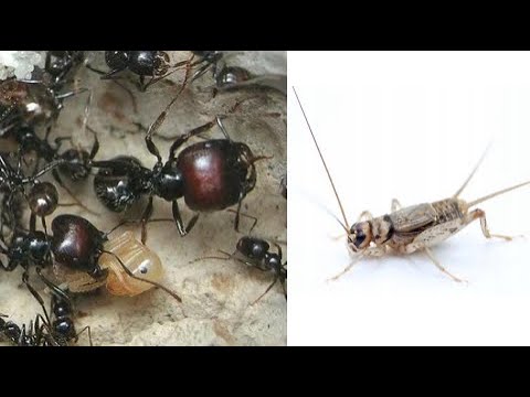 Видео: Messor barbarus против сверчка! Кто же победит?!