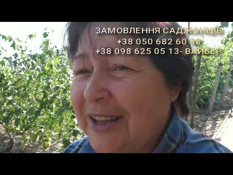 Видео: НАД РАННІ СОРТИ ВИНОГРАДУ 2025 РОКУ.відкритий грунт. (частина № 1)