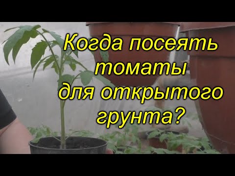 Видео: Когда сеять томаты для открытого грунта (для любого региона)? Не ошибитесь!!!