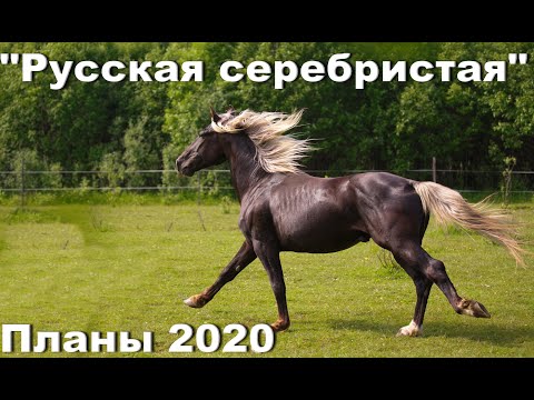 Видео: Жеребцы Проекта "Русская серебристая" 2020. Лошади нашей селекции .