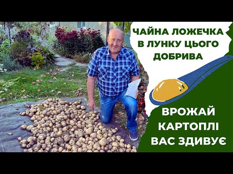 Видео: Чайна ложечка в лунку цього добрива і врожай картоплі вас здивує!