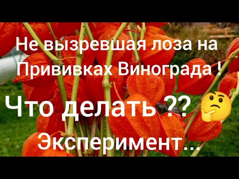 Видео: Не вызрела лоза на прививках винограда .Что делать? Эксперимент.