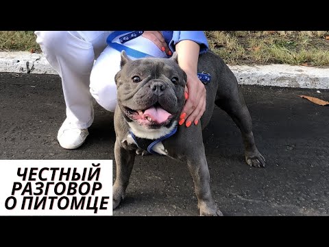 Видео: Честный разговор о питомце/Французский Бульдог Висконт/Голубой окрас