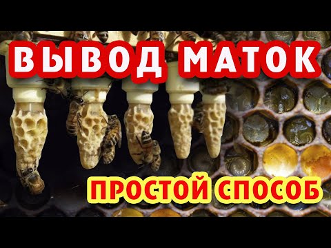 Видео: ПРИВИВКА ПЧЕЛИНЫХ МАТОК ПРОСТЫМ СПОСОБОМ