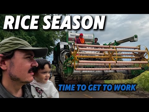 Видео: Как на самом деле выглядит сбор риса в сельской местности Таиланда