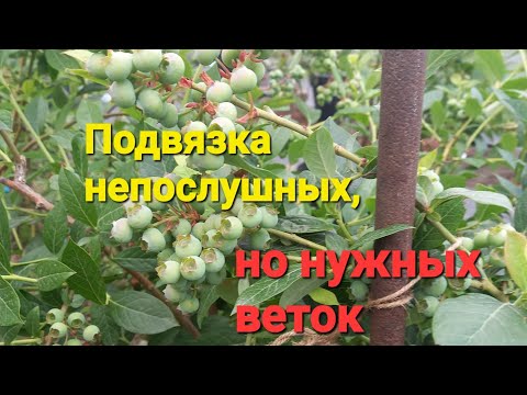 Видео: Подвязываю голубику!!!