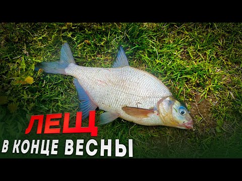 Видео: Ловля ЛЕЩА на фидер. Весенние секреты успешной рыбалки