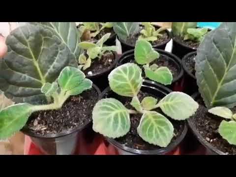 Видео: И так тоже можно укоренить лист глоксинии.