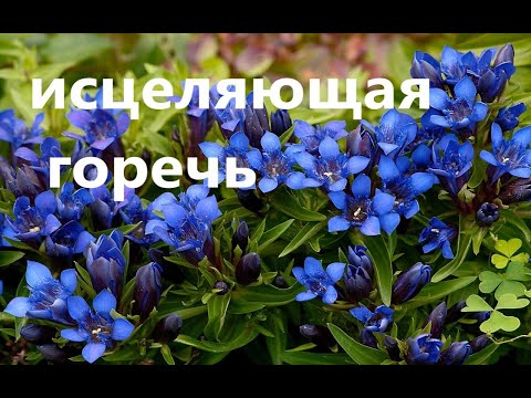 Видео: Горечавка перекрестно-листная. Польза для здоровья.