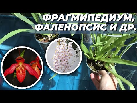 Видео: Ч.14 Инвентаризация орхидей 2021. Последние 40 орх ! Фрагмипедиум, фаленопсис, мильтониопсис.. и др