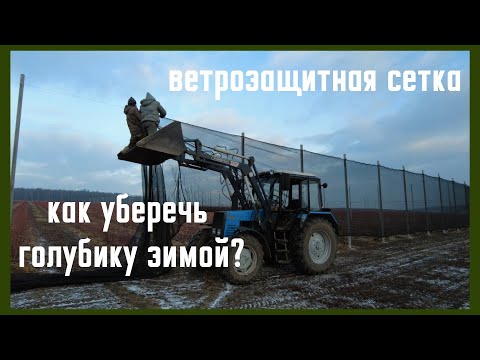 Видео: Голубика зимой. Ветрозащитная сетка.