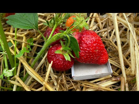 Видео: Наша полуниця 🍓🍓🍓 огляд сортів .