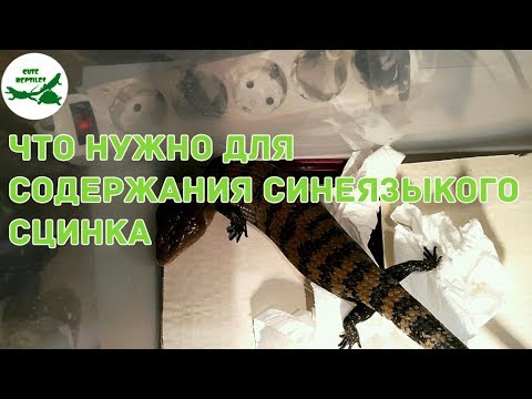 Видео: что нужно для содержания синеязыкого сцинка (1 часть)