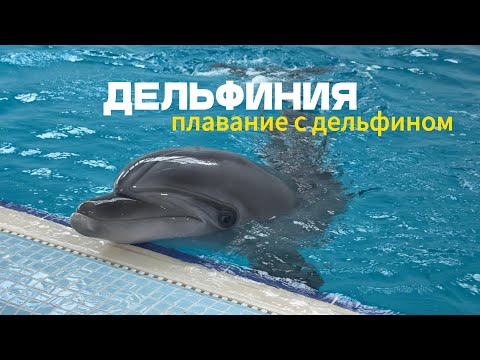 Видео: 🌊 Плавание с дельфинами в Дельфинии — это просто космос!✨