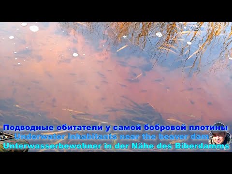 Видео: Подводные обитатели у самой бобровой плотины. О путешествиях, увлечениях и рыбалке.