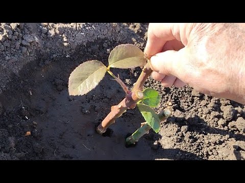 Видео: Черенкование Роз Под Зиму.