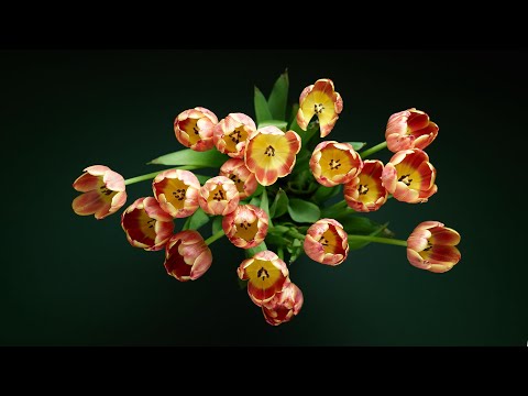 Видео: Фотосъемка цветов сверху вниз.