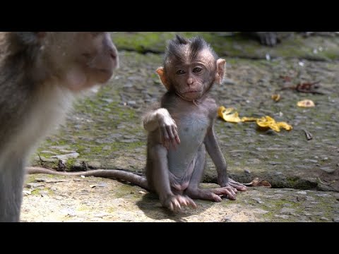 Видео: Крепкий и сильный маленький обезьяний додо #Tuabangmonkey