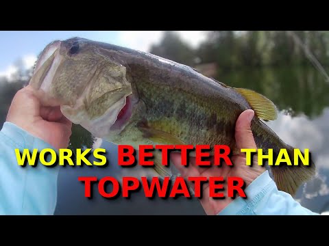 Видео: ЛУЧШИЕ приманки для ловли окуня осенью!!! (СПОЙЛЕР - ЭТО НЕ Topwater!!!!)