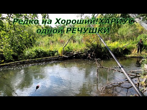 Видео: Рыбалка на Хариуса/Дело к ОСЕНИ!/Бьем ТРОПУ за КРУПНЯКОМ,разведка нового участка.