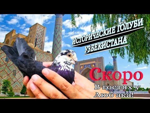 Видео: УЗБЕКСКИЕ ГОЛУБИ! ИСТОРИЧЕСКИЕ ГОЛУБИ УЗБЕКИСТАНА.БОЛЕЕ 500ЛЕТ ЭТИМ ГОЛУБЯМ.