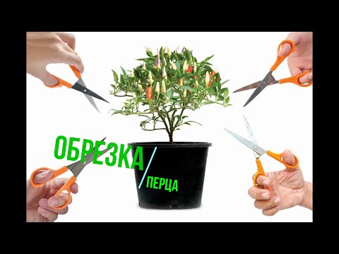 Видео: Формирование перца в стадии рассады  F.I.M. method and pruning peppers