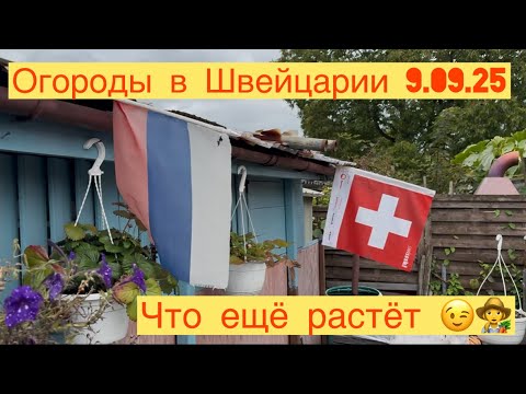 Видео: ОГОРОДЫ В ШВЕЙЦАРИИ 👩‍🌾 ЧТО ЕЩЁ РАСТЁТ 😉👩‍🌾9.09.25