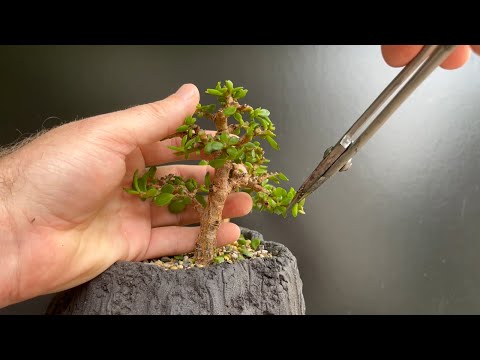 Видео: Осенняя обрезка моих деревьев бонсай. Часть 3