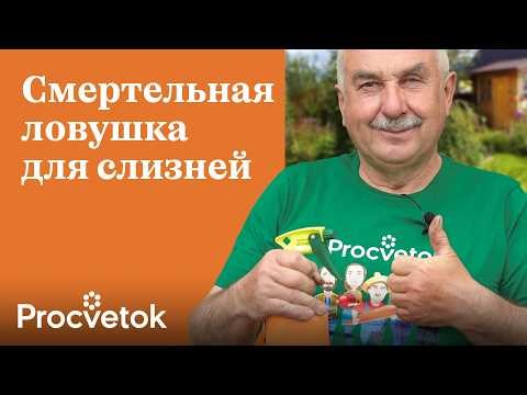 Видео: СЛИЗНИ УЙДУТ И НЕ ВЕРНУТСЯ! Не дайте слизням перезимовать - приготовьте им смертельную ловушку