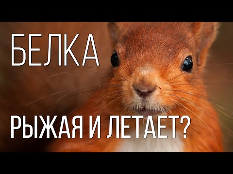 Видео: Белка: Запасливый Грызун | Интересные факты про белку
