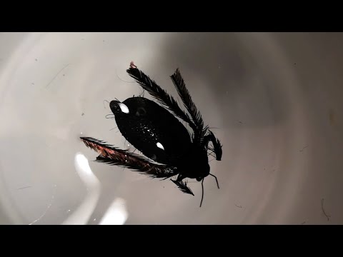 Видео: Мушка - жук на крупного хариуса.