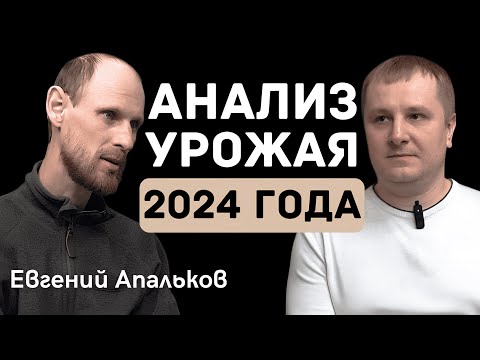 Видео: Урожай 2024. Пшеница, овёс, горох, чечевица и рапс