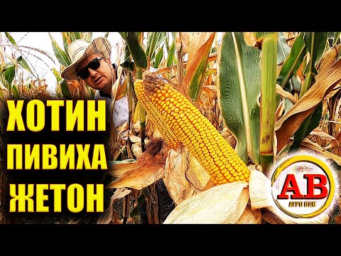 Видео: 🌽ПЕРЕД ЗБИРАННЯМ #ХОТИН #ПИВИХА #ЖЕТОН #кукуруза #семенакукурузы