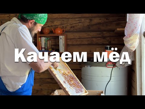 Видео: Качаем мед 2025 года // Залипательная откачка
