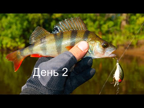 Видео: Рыбалка в заливе Волги. 100 окуней на один воблер Tsuribito Deep Trap 45F-MR. День 2.