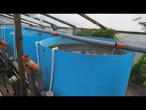 Видео: почему не растет сом клариевый