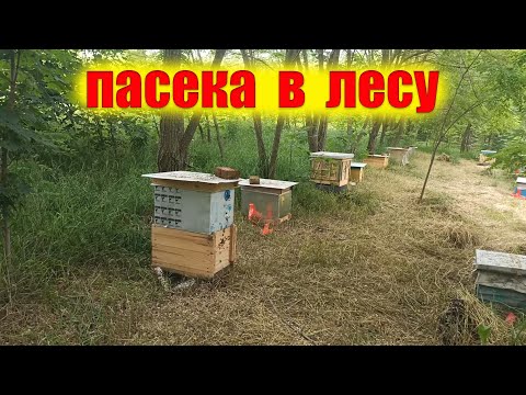 Видео: Пасека в лесу. Медоносы лесного точка пчел. Акация, синяк, донник. как выбрать место под пасеку