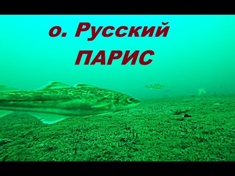 Видео: Бухта Парис о. Русский подводные съемки