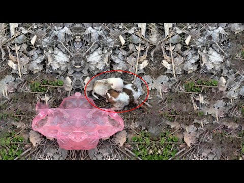 Видео: Щенки в возрасте одного дня были брошены в пластиковом пакете одни без матери,