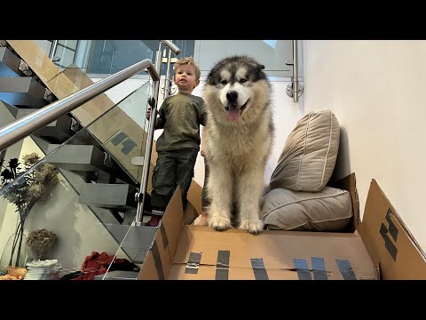 Видео: Мы удивили их горкой для катания по лестнице, и Тедди тоже захотел попробовать!