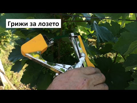 Видео: Грижи за лозето със сорт Памид