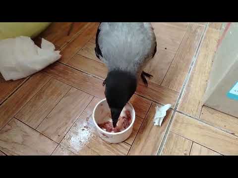 Видео: Учим ворону кушать самостоятельно