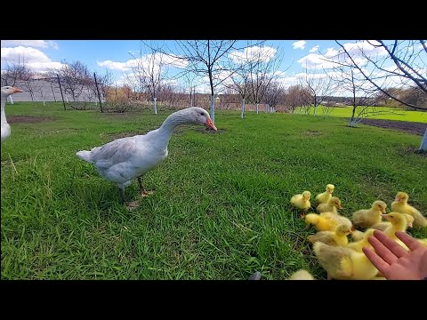 Видео: примут ли гуси инкубаторских??))