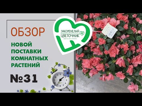 Видео: #31 Обзор комнатных растений в цветочном магазине  | Орхидея, алоказия, пахира, диффенбахия