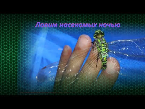 Видео: Ловля бабочек на медовик и свет / в Липецке стало очень мало ночных бабочек