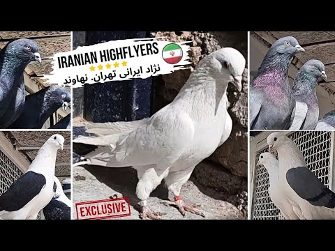 Видео: ВАМ ПОНРАВИТСЯ ☝️ Иранские шейки, чапы, бокатые и другие ...! Високолётные игровые голуби Ирана
